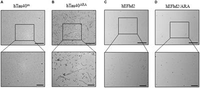 EFhd2 co-aggregates with monomeric and filamentous tau in vitro